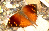 Butterfly San-Isidro