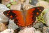 Butterfly San-Isidro