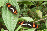 Heliconius telesiphe