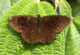 Butterfly San-Isidro