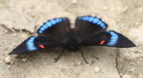Butterfly San-Isidro