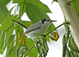 Tropical Gnatcatcher