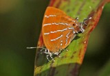 Butterfly Condor-Mirador4
