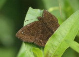 Butterfly-San-Isidro2.jpg
