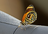 Butterfly-Sani8b.jpg