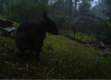 Wildlife Camera