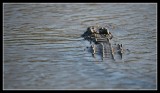 Croc