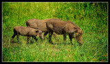 Wart Hogs