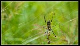 Female spider with small male mate
