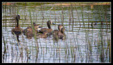 Whitefaced Singing Duck
