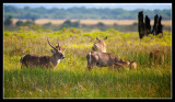 Waterbuck
