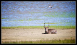 Waterbuck Male