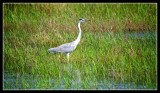 Grey Heron