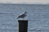 Iceland Gull-adult