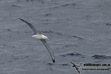 Wandering Albatross a5381.jpg