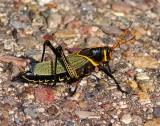 Horse Lubber Grasshopper