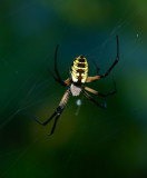 Black and Yellow Garden Spider