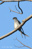 Treeswift, Grey-rumped (fem) @ Mandai