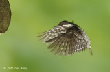 Woodpecker, Sunda Pygmy @ Buangkok