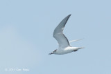 Tern, Aleutian @ Singapore Strait