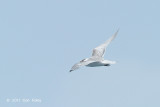 Tern, Aleutian @ Singapore Strait