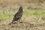 Eagle, Greater Spotted @ Sungei Balang