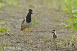 Lapwing, Red-wattled @ Changi