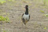 Lapwing, Red-wattled @ Changi