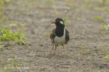 Lapwing, Red-wattled @ Changi