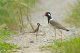 Lapwing, Red-wattled @ Changi