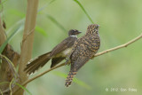 Cuckoo, Rusty-breasted (fledgling) @ Halus