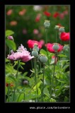 Garden #2, Blists Hill, Ironbridge