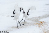 Red-Crowned Crane DSC_9179