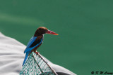 White-throated Kingfisher DSC_8342