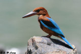 White-throated Kingfisher DSC_8459