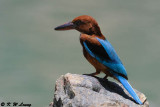 White-throated Kingfisher DSC_8425