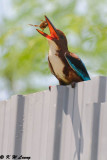 White-throated Kingfisher DSC_8845