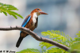 White-throated Kingfisher DSC_9397