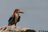 White-throated Kingfisher DSC_9367