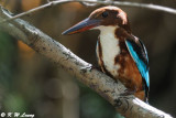 White-throated Kingfisher DSC_8627