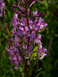 Fireweed: Chamerion platyphyllum (Epilobium angustifolium)