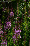 Fireweed: Chamerion platyphyllum (Epilobium angustifolium)