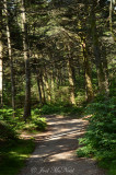 Cloudland Trail to Roan High Bluff