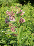 Common Milkweed: Asclepias syriaca