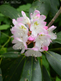 Rosebay Rhododendron: Rhododendron maximum