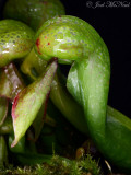 Cobra Lily: Darlingtonia californica, young pitcher