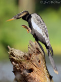 Anhinga: Harris Neck NWR