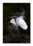 Great Egret - High Island
