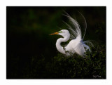 Great Egret - High Island