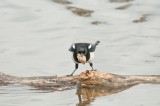 D3_848 Magpie with bread.jpg
